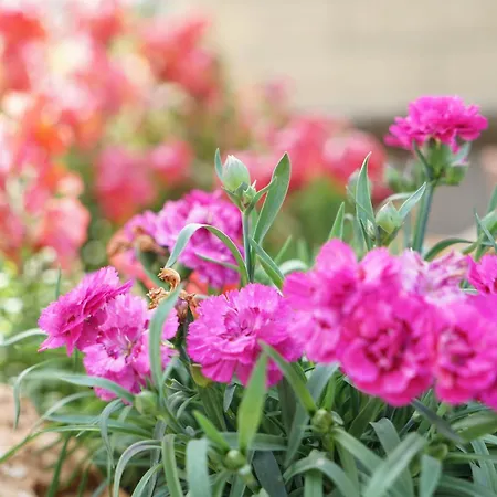 Panorama * ヴァスト