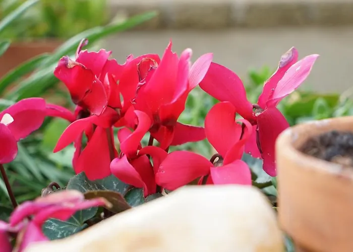 Panorama Daire Vasto